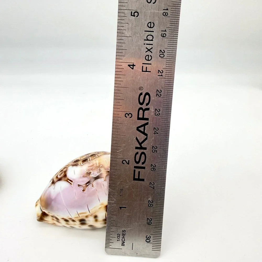 Vintage Carved Tiger Cowrie Shell‎ Pair Pelican Seahorse Cameo Coastal Estate